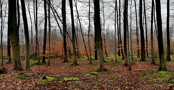 trees surrounding withered leaves thumbnail