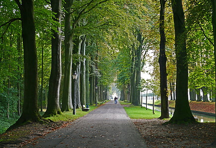 pathway in between green leaf trees thumbnail
