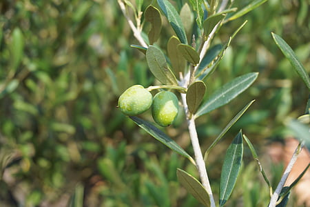 green leaf plant thumbnail