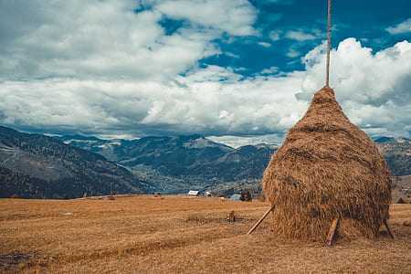 brown grass field under cloudy sky thumbnail