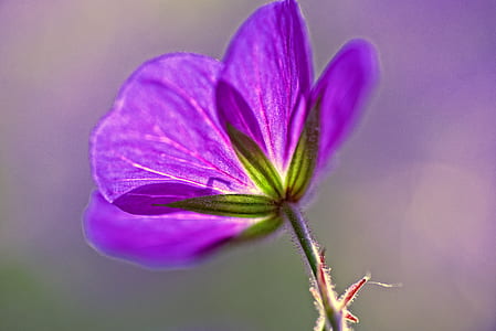 purple geranium flower in close-up photography thumbnail