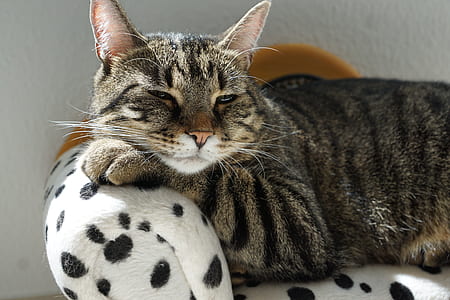 adult brown Tabby cat on white-and-black spotted surface thumbnail