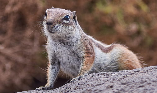 brown squirrel thumbnail