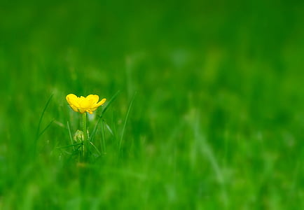 yellow buttercup flower in bloom selective focus photo thumbnail
