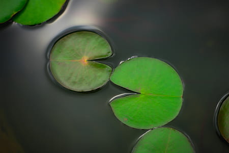 lily pad, lily, pad, pond thumbnail