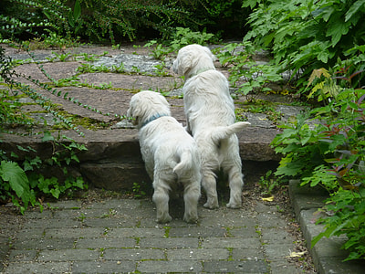 two white puppies surrounded by green leafed plants thumbnail