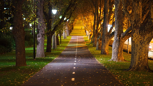 pathway between trees thumbnail