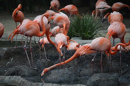 flock of flamingos thumbnail