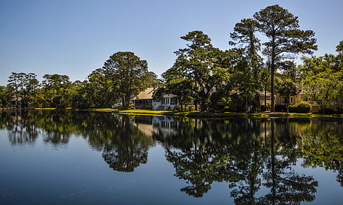 Water Between Trees Photo thumbnail