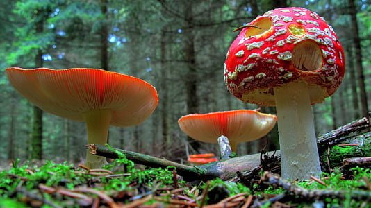 low-angle photography of red mushrooms on forest during daytme thumbnail