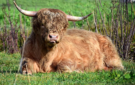 brown horned animal thumbnail
