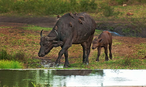 water buffalo walking towards water thumbnail