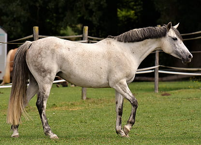 white horse in grass field thumbnail