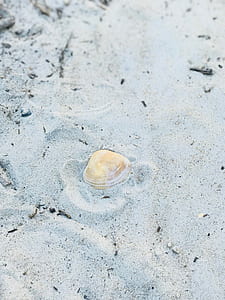 seashell on gray sand thumbnail