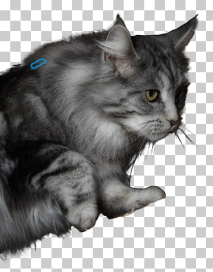 Nebelung Maine Coon Asian Semi Longhair Norwegian Forest Cat
