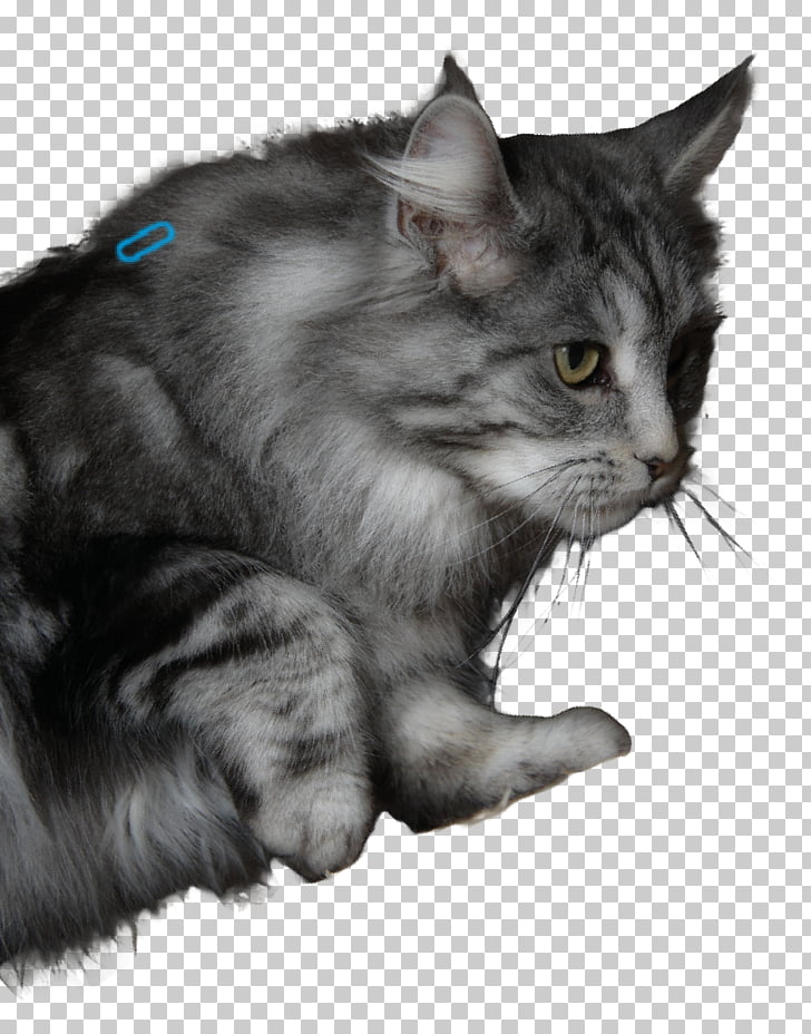Nebelung Maine Coon Asian Semi Longhair Norwegian Forest Cat