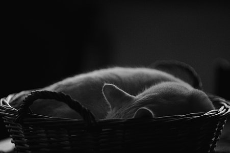 short-haired cat on basket thumbnail
