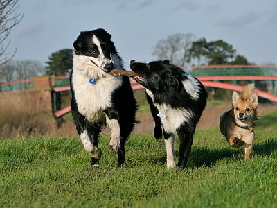 two adult black and white border collies and brown Chihuahua playing on green grass lawn thumbnail