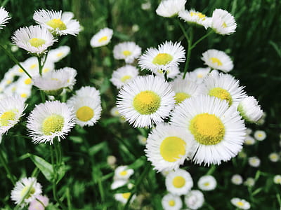 Asters Flowers thumbnail