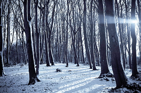 cold, snow, nature, sunny thumbnail