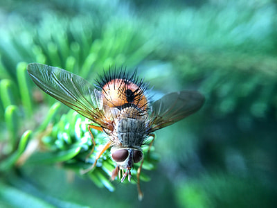 Macro Image of a fly thumbnail