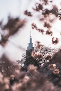 selective focus photography of skyscraper building view through beige leaves thumbnail