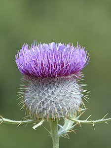 Wool Head Creeping Thistle, Flower thumbnail