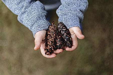 person holding three black pinecones thumbnail