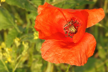 red flower illustration thumbnail