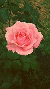 blooming pink roses thumbnail