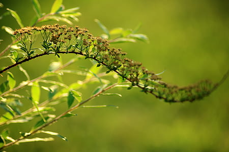 macro photography of green plant thumbnail