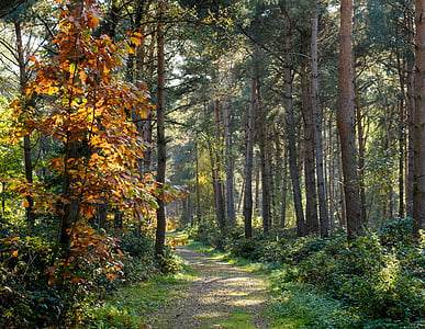 green trees during datytime thumbnail