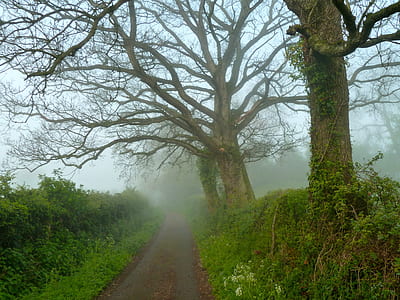 narrow pathway covered with fog thumbnail