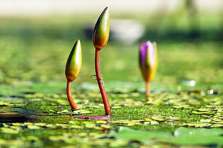 3 Plant Is About to Rise Under the Sunlight thumbnail