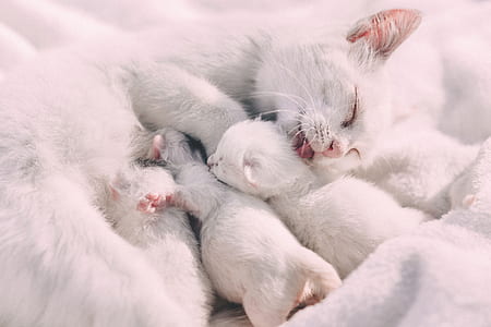 white cat thumbnail
