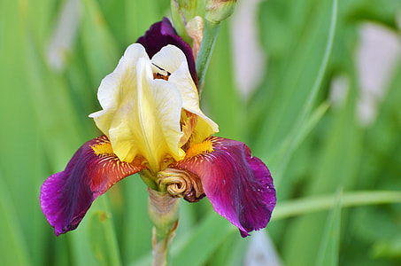 yellow and purple iris flower in close-up photography thumbnail