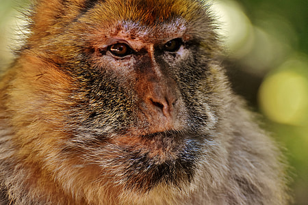 Barbary Ape, Endangered Species thumbnail
