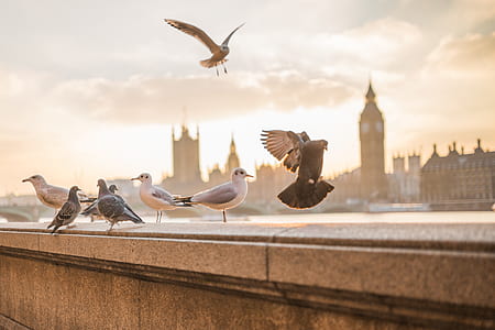 Birds on Concrete Wall Near City Buildings during Daytime thumbnail