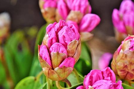 pink flowers thumbnail