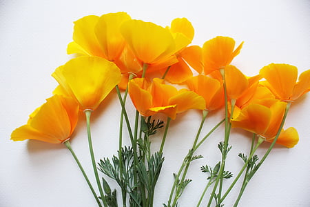 orange flowers thumbnail