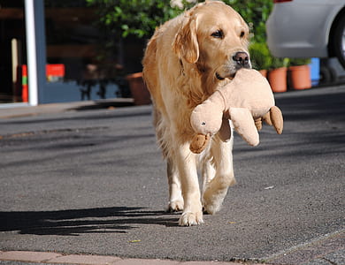 adult golden retriever carrying duck plush toy outdoor thumbnail