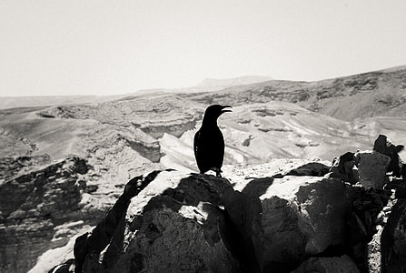 Crow on stone thumbnail