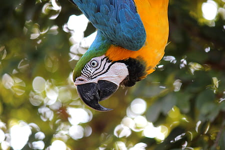 closeup photo of yellow-blue macaw thumbnail