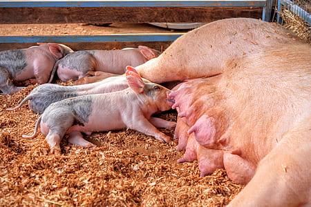 brown pig with piglet on pigpen thumbnail