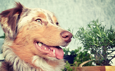 adult brown, white, and black Australian shepherd thumbnail