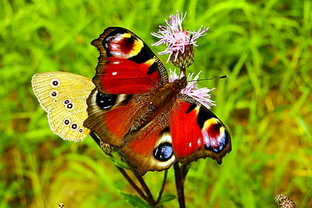 selective focus photo of peacock butterfly perched on flower thumbnail