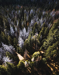 birds eye photography of trees thumbnail