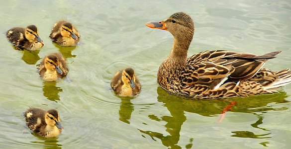 photo of brown and beige duck and five ducklings thumbnail