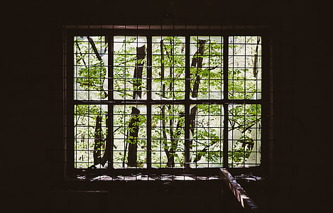 green leaf tree near black metal window thumbnail