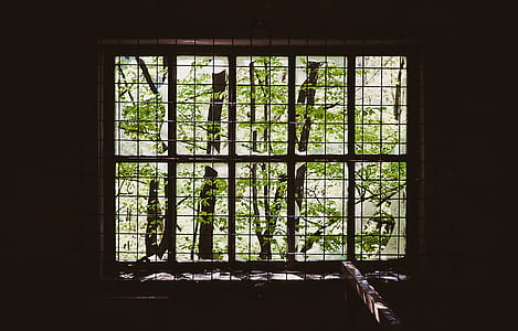 green leafed tree thumbnail